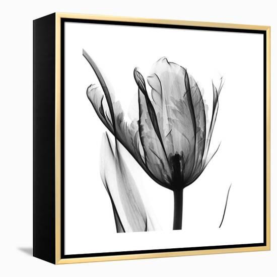 High Contrast Tulip-Albert Koetsier-Framed Stretched Canvas