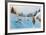 High Country Chill-Noel Daggett-Framed Limited Edition