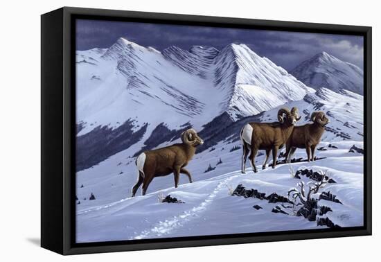 High Country Rams-Wilhelm Goebel-Framed Premier Image Canvas