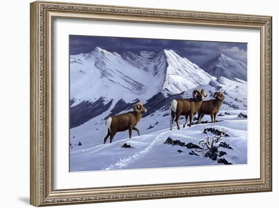 High Country Rams-Wilhelm Goebel-Framed Giclee Print