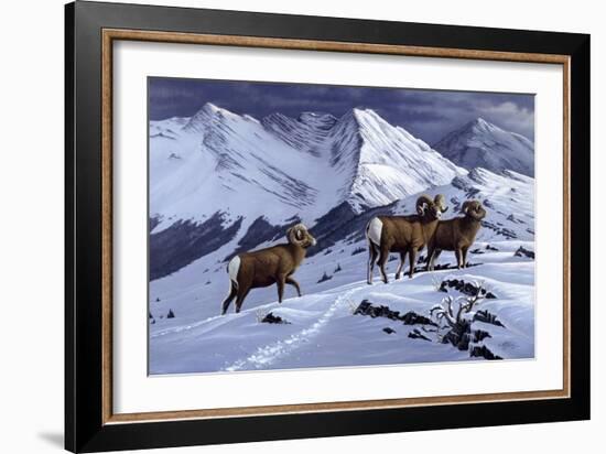 High Country Rams-Wilhelm Goebel-Framed Giclee Print