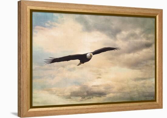 High Flyer Bald Eagle-Jai Johnson-Framed Premier Image Canvas