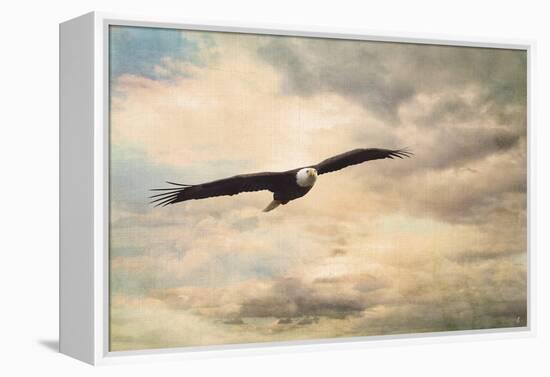 High Flyer Bald Eagle-Jai Johnson-Framed Premier Image Canvas