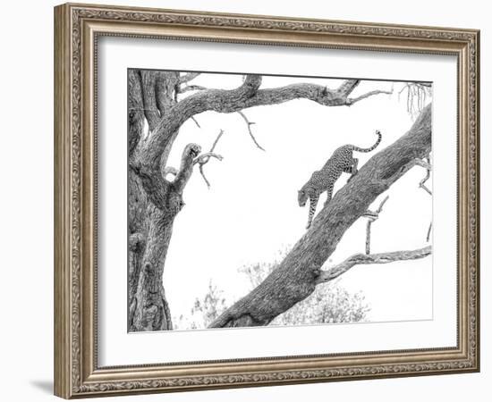 High Key Leopard-Jaco Marx-Framed Photographic Print