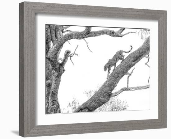 High Key Leopard-Jaco Marx-Framed Photographic Print