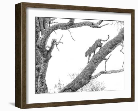 High Key Leopard-Jaco Marx-Framed Photographic Print