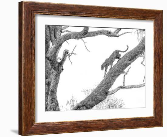 High Key Leopard-Jaco Marx-Framed Photographic Print