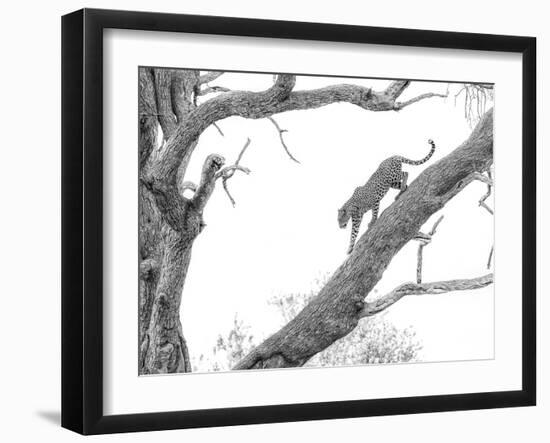 High Key Leopard-Jaco Marx-Framed Photographic Print