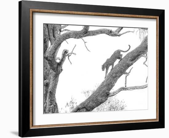 High Key Leopard-Jaco Marx-Framed Photographic Print