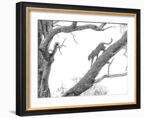 High Key Leopard-Jaco Marx-Framed Photographic Print