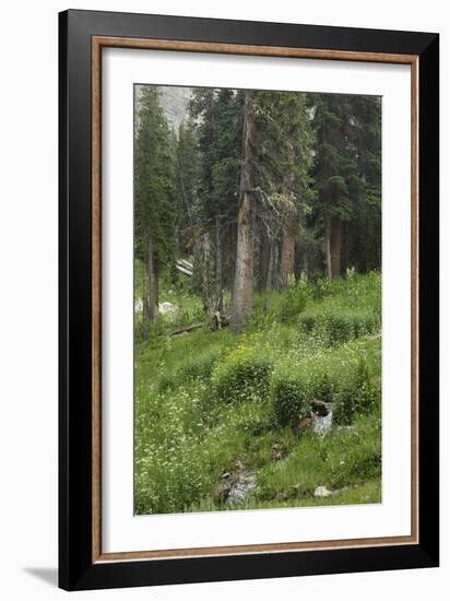 High Meadow Along the Trampas Lakes Trail in the Pecos Wilderness, Sangre De Cristo Mountains-null-Framed Photographic Print
