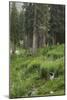 High Meadow Along the Trampas Lakes Trail in the Pecos Wilderness, Sangre De Cristo Mountains-null-Mounted Photographic Print