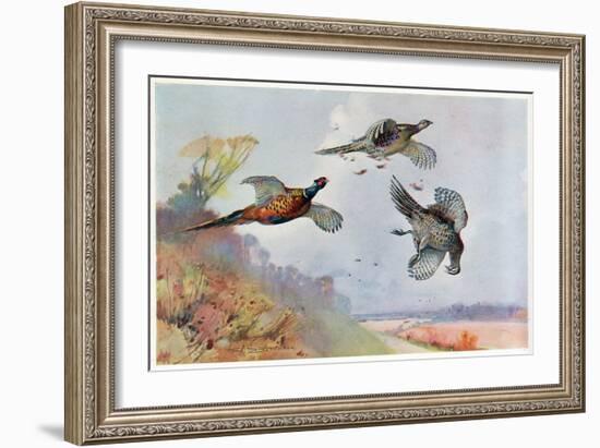 High Pheasants, Illustration from 'Wildfowl and Waders'-Frank Southgate-Framed Giclee Print