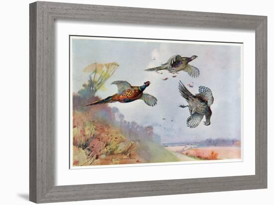 High Pheasants, Illustration from 'Wildfowl and Waders'-Frank Southgate-Framed Giclee Print