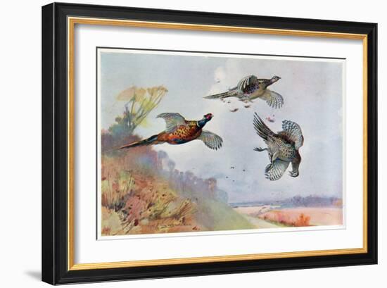 High Pheasants, Illustration from 'Wildfowl and Waders'-Frank Southgate-Framed Giclee Print