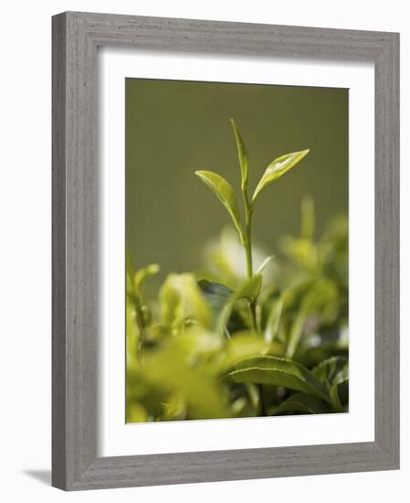 High Quality Tea Leaves, Happy Valley Tea Estate, Darjeeling-Jane Sweeney-Framed Photographic Print