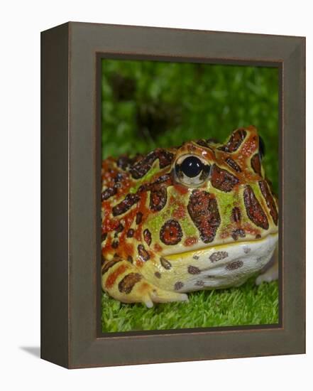 High Red Ornate Pacman Frog, Ceratophrys ornate, controlled conditions-Maresa Pryor-Framed Premier Image Canvas