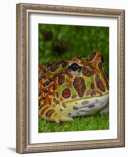 High Red Ornate Pacman Frog, Ceratophrys ornate, controlled conditions-Maresa Pryor-Framed Photographic Print