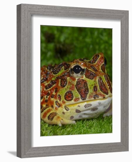 High Red Ornate Pacman Frog, Ceratophrys ornate, controlled conditions-Maresa Pryor-Framed Photographic Print