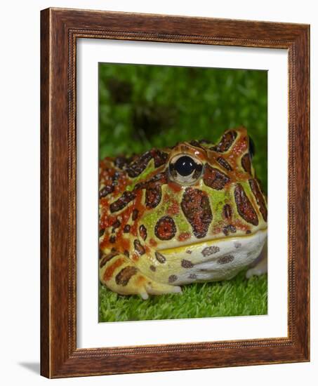 High Red Ornate Pacman Frog, Ceratophrys ornate, controlled conditions-Maresa Pryor-Framed Photographic Print