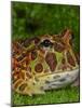 High Red Ornate Pacman Frog, Ceratophrys ornate, controlled conditions-Maresa Pryor-Mounted Photographic Print