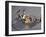 High School Boy's Wrestling Competition-null-Framed Photographic Print