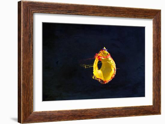 High Speed Flash Capturing Bursting Balloon and Visible Sound Wave Distortions-Yon Marsh-Framed Photographic Print