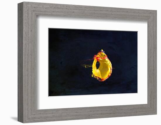 High Speed Flash Capturing Bursting Balloon and Visible Sound Wave Distortions-Yon Marsh-Framed Photographic Print