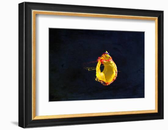 High Speed Flash Capturing Bursting Balloon and Visible Sound Wave Distortions-Yon Marsh-Framed Photographic Print