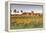 Highfield Estate Winery and Vineyards, Waihopai Valley, Blenheim, Marlborough, South Island-Matteo Colombo-Framed Premier Image Canvas