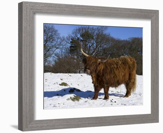 Highland Bull in Snow, Conservation Grazing on Arnside Knott, Cumbria, England-Steve & Ann Toon-Framed Photographic Print