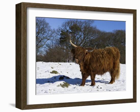 Highland Bull in Snow, Conservation Grazing on Arnside Knott, Cumbria, England-Steve & Ann Toon-Framed Photographic Print