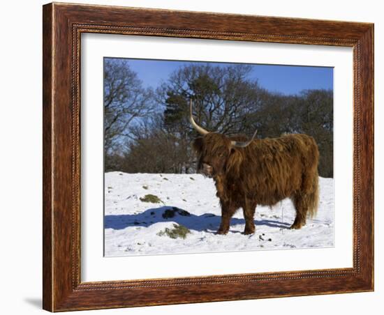 Highland Bull in Snow, Conservation Grazing on Arnside Knott, Cumbria, England-Steve & Ann Toon-Framed Photographic Print