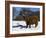 Highland Bull in Snow, Conservation Grazing on Arnside Knott, Cumbria, England-Steve & Ann Toon-Framed Photographic Print