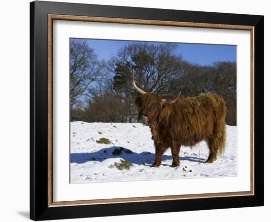 Highland Bull in Snow, Conservation Grazing on Arnside Knott, Cumbria, England-Steve & Ann Toon-Framed Photographic Print