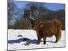 Highland Bull in Snow, Conservation Grazing on Arnside Knott, Cumbria, England-Steve & Ann Toon-Mounted Photographic Print