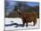 Highland Bull in Snow, Conservation Grazing on Arnside Knott, Cumbria, England-Steve & Ann Toon-Mounted Photographic Print