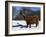 Highland Bull in Snow, Conservation Grazing on Arnside Knott, Cumbria, England-Steve & Ann Toon-Framed Photographic Print