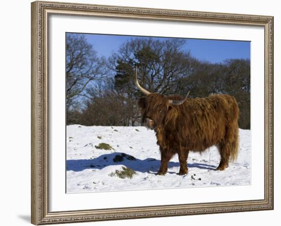 Highland Bull in Snow, Conservation Grazing on Arnside Knott, Cumbria, England-Steve & Ann Toon-Framed Photographic Print