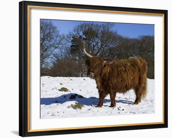 Highland Bull in Snow, Conservation Grazing on Arnside Knott, Cumbria, England-Steve & Ann Toon-Framed Photographic Print