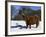 Highland Bull in Snow, Conservation Grazing on Arnside Knott, Cumbria, England-Steve & Ann Toon-Framed Photographic Print