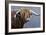 Highland Bull Rainy Day-Jeremy Paul-Framed Giclee Print