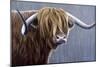 Highland Bull Rainy Day-Jeremy Paul-Mounted Giclee Print
