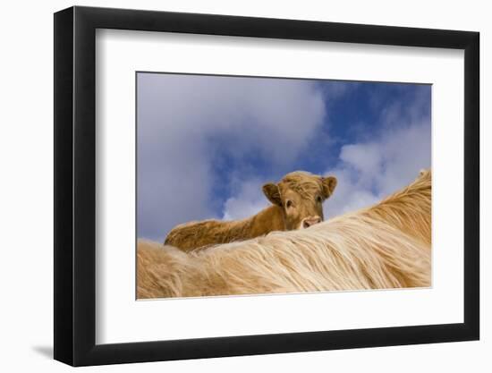 Highland Calf (Bos Taurus) Looking Over The Back Of Its Mother, Tiree, Scotland Uk. May 2006-Niall Benvie-Framed Photographic Print