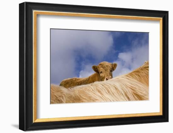 Highland Calf (Bos Taurus) Looking Over The Back Of Its Mother, Tiree, Scotland Uk. May 2006-Niall Benvie-Framed Photographic Print