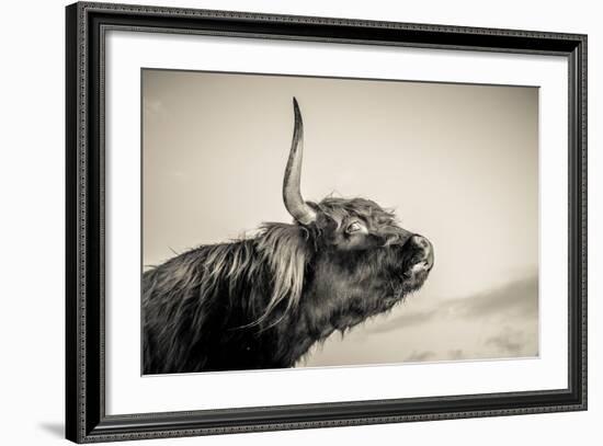 Highland Cattle 2-Mark Gemmell-Framed Photographic Print