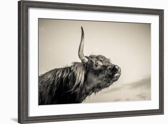 Highland Cattle 2-Mark Gemmell-Framed Photographic Print