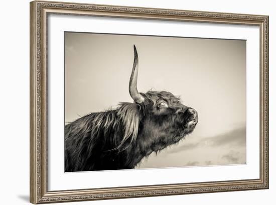 Highland Cattle 2-Mark Gemmell-Framed Photographic Print