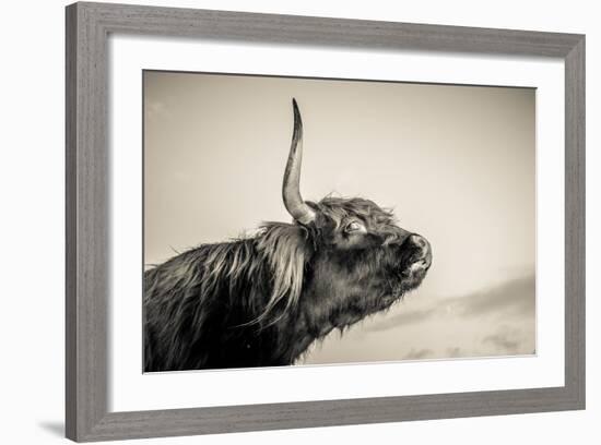 Highland Cattle 2-Mark Gemmell-Framed Photographic Print