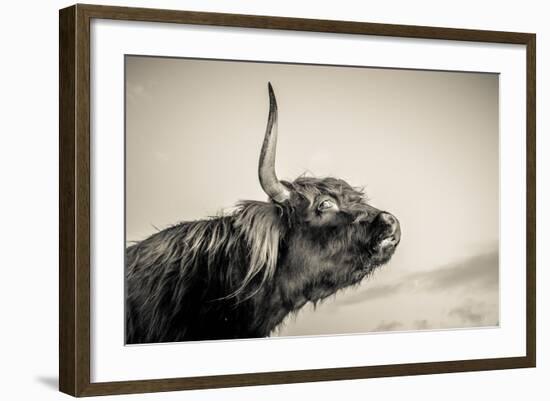 Highland Cattle 2-Mark Gemmell-Framed Photographic Print